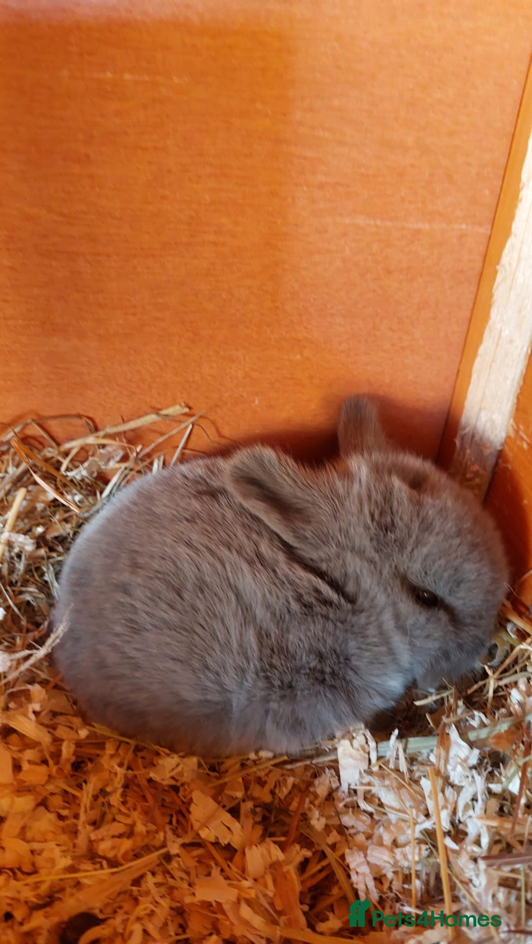 Mini Lop rabbits for sale: Gorgeous 💙purebred mini lop bunnies💙  - Image 14