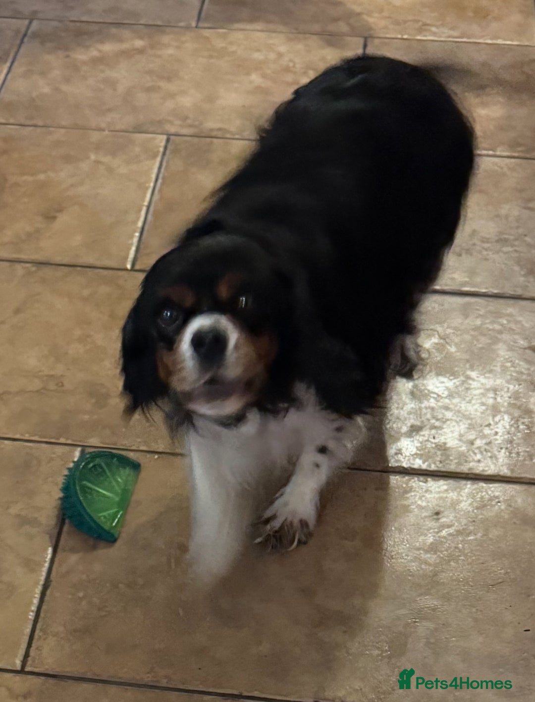 Cavapoo dogs for sale: Health-checked calm loving pups - Image 14