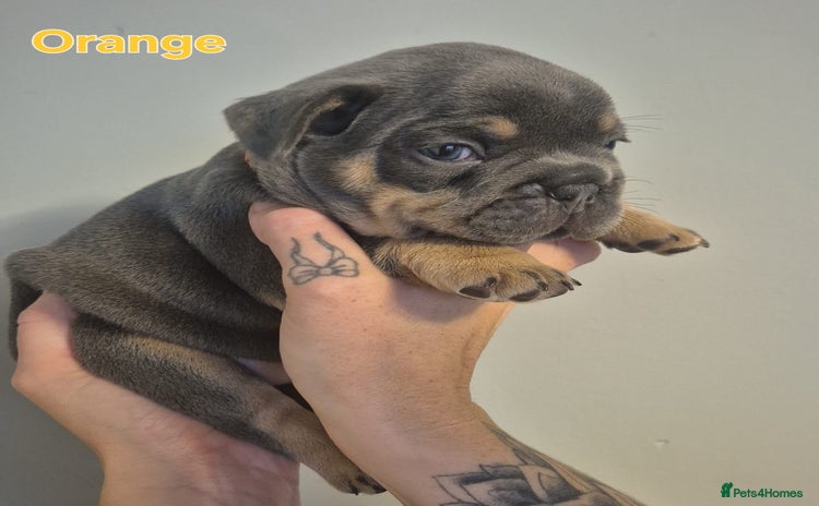 French Bulldog dogs - Advert 2