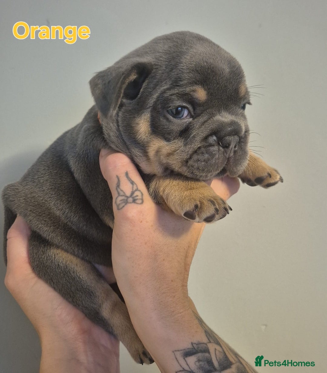 French Bulldog dogs for sale: Beautiful KC French bull dog puppies - Image 1