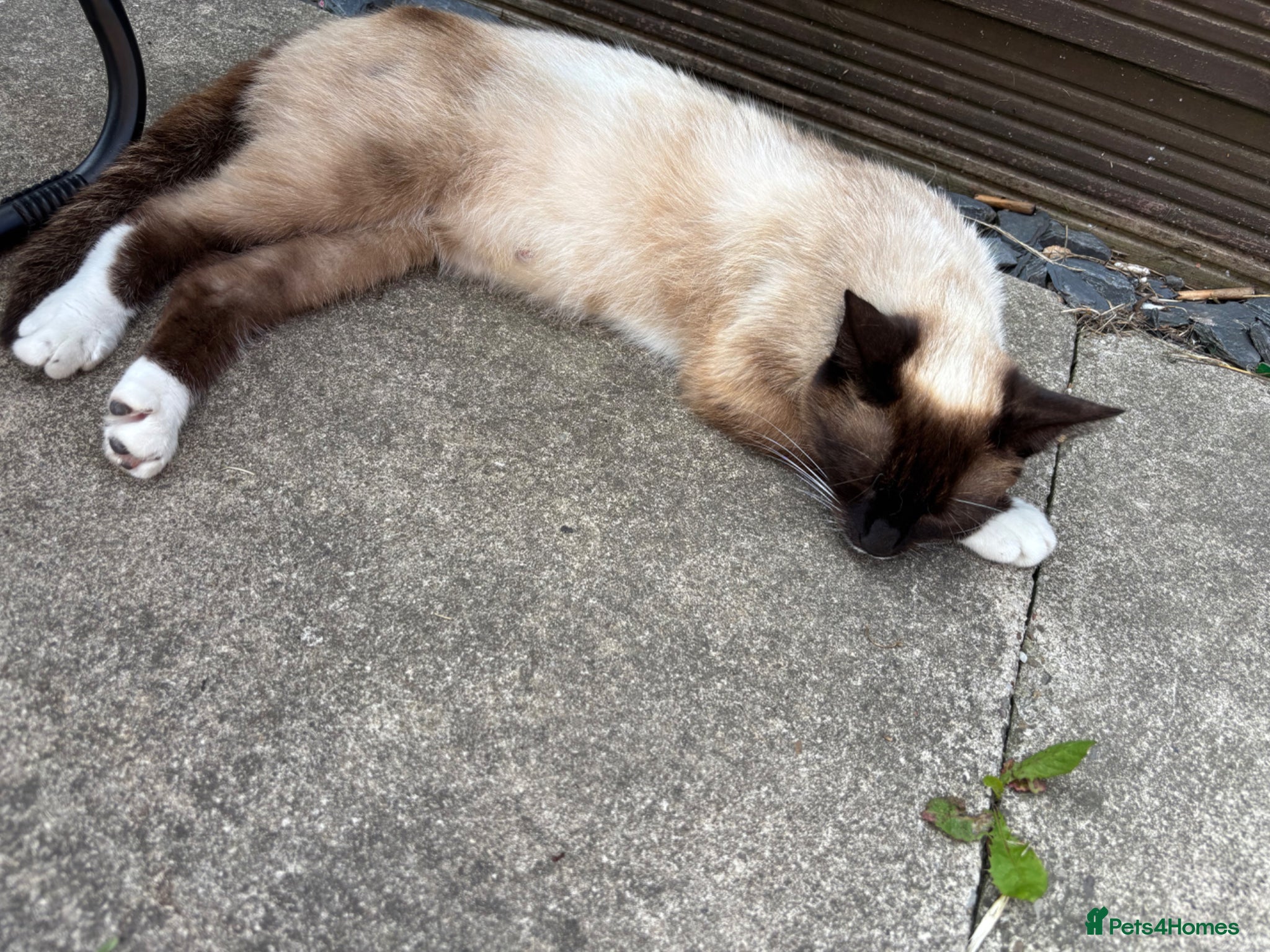 Mixed Breed cats Mixed breed Siamese kittens 2 boys 3 girls - Advert 7