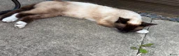 Mixed Breed cats for sale: Mixed breed Siamese kittens 2 boys 3 girls - Advert 3