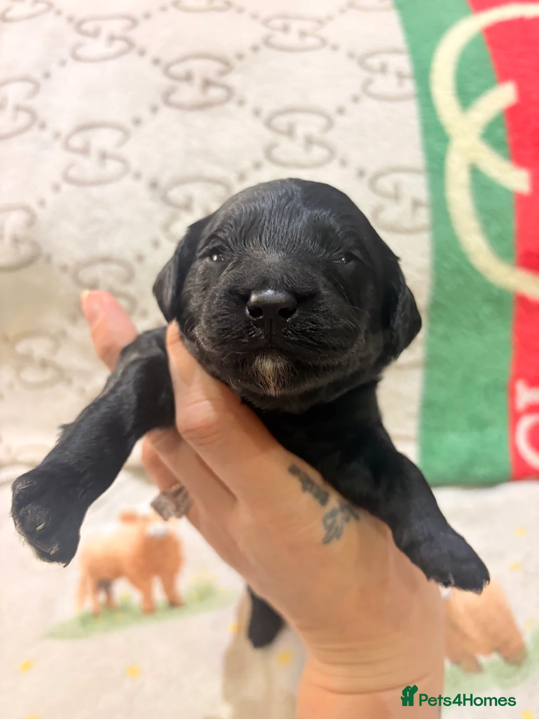 Mini Goldendoodle dogs for sale: Gorgeous litter Mini Goldendoodles, Therapy mum  - Advert 40