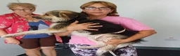 Mixed Breed dogs for adoption: BEN's Journey to Safety - Advert 11