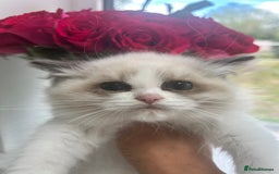 Ragdoll cats for sale: Chunky Kittens Available  - Image 5