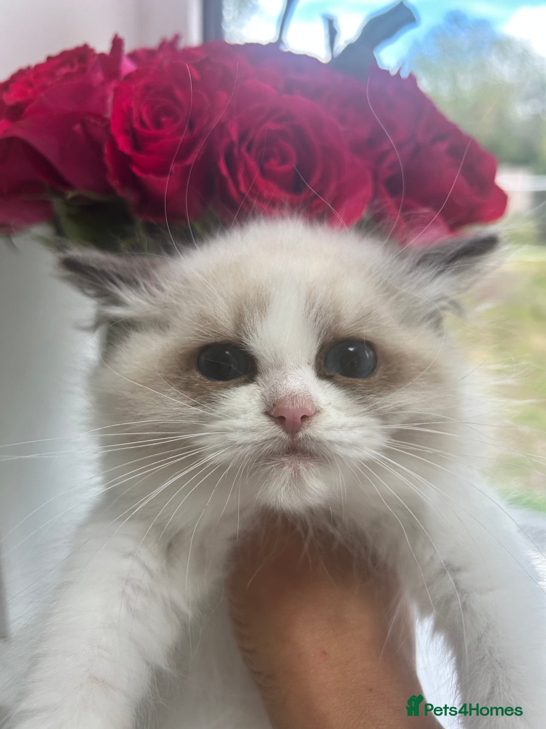 Ragdoll cats for sale: Chunky Kittens Available  - Image 5