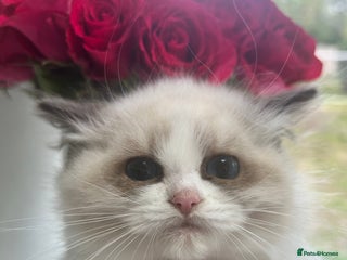 Ragdoll cats - Advert 8