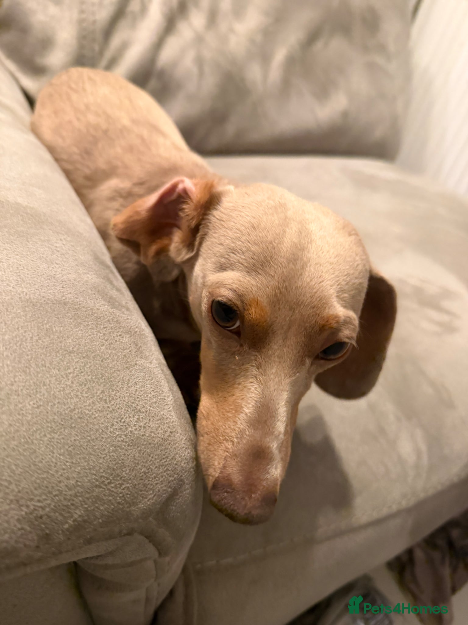 Miniature Dachshund dogs Miniature dachshund female - Advert 17