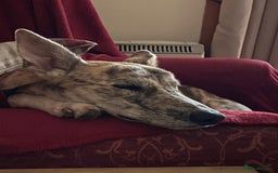 Lurcher dogs for sale: 1 year old Lurcher  - Image 8