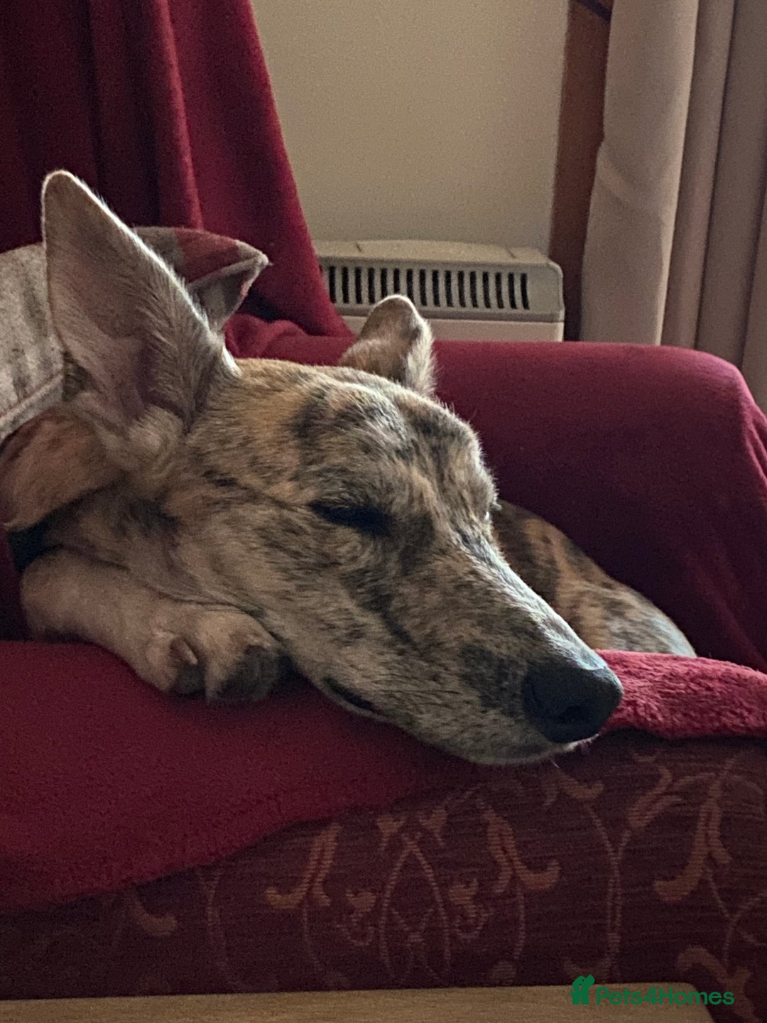 Lurcher dogs for sale: 1 year old Lurcher  - Image 8