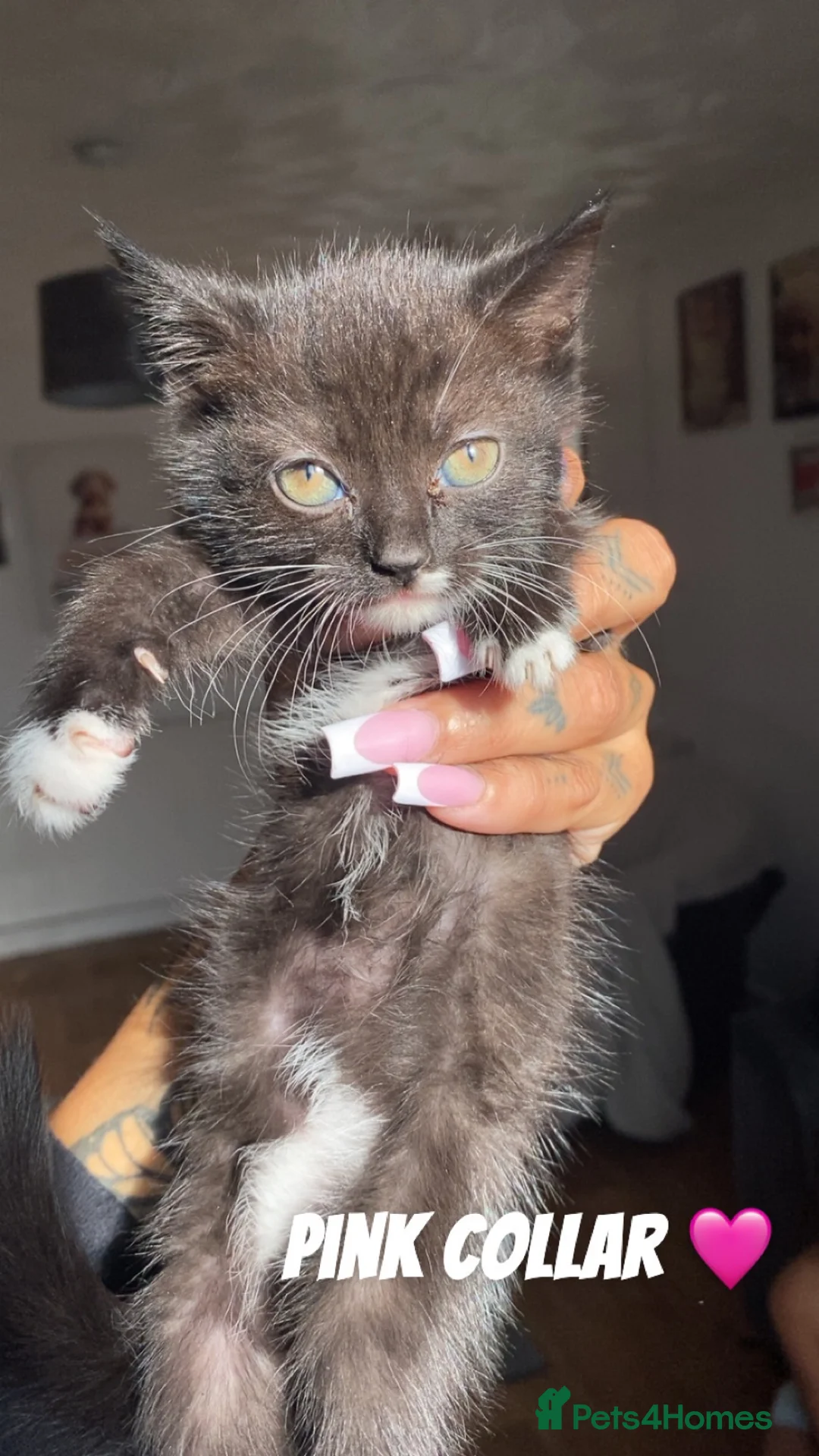 Mixed Breed cats for sale: British shorthair kitten  - Advert 2