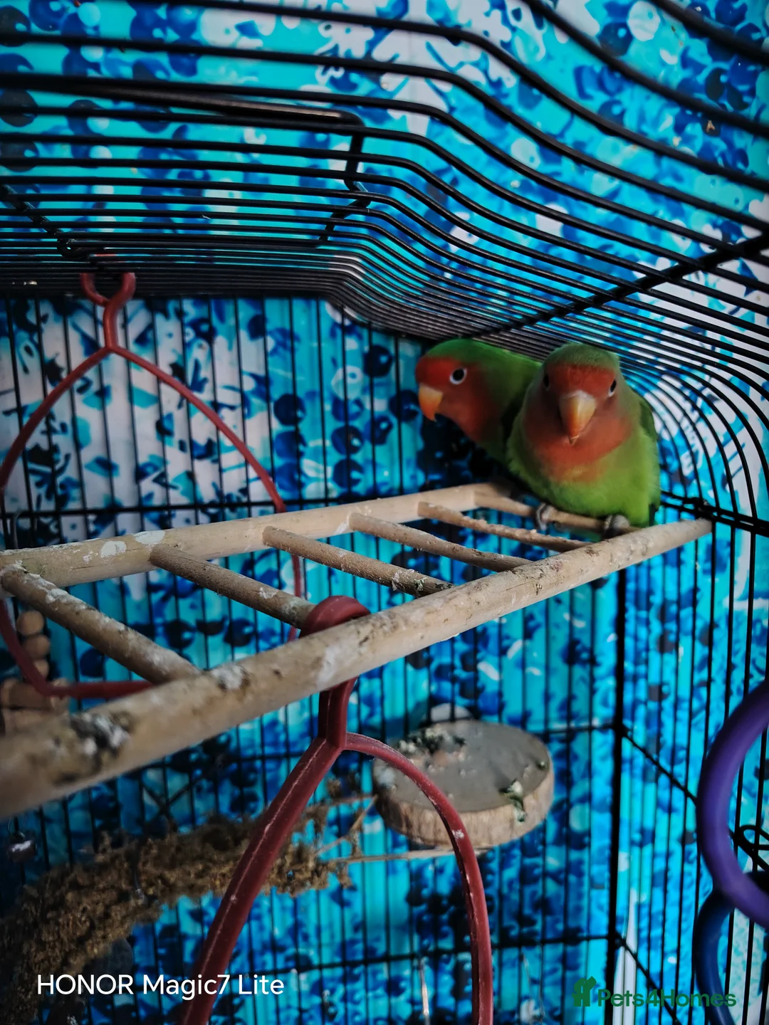 Lovebirds birds for sale: Lovebirds  - Advert 2