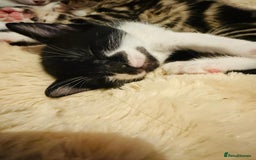 British Shorthair cats for sale: Beautiful kittens  - Image 7