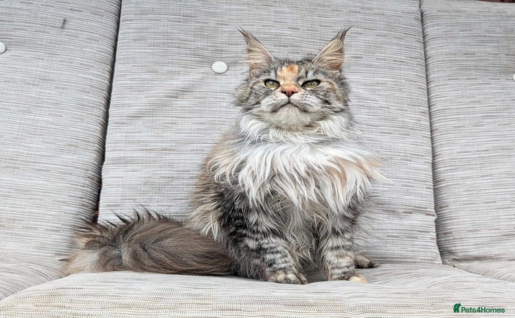 Maine Coon cats - Advert 15