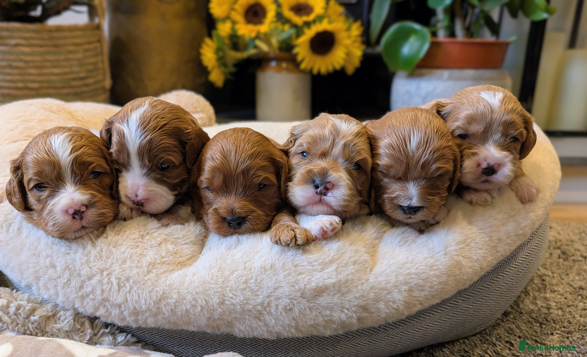 Cavapoo dogs ⭐⭐⭐⭐⭐ Adorable cavapoo puppies  - Advert 1