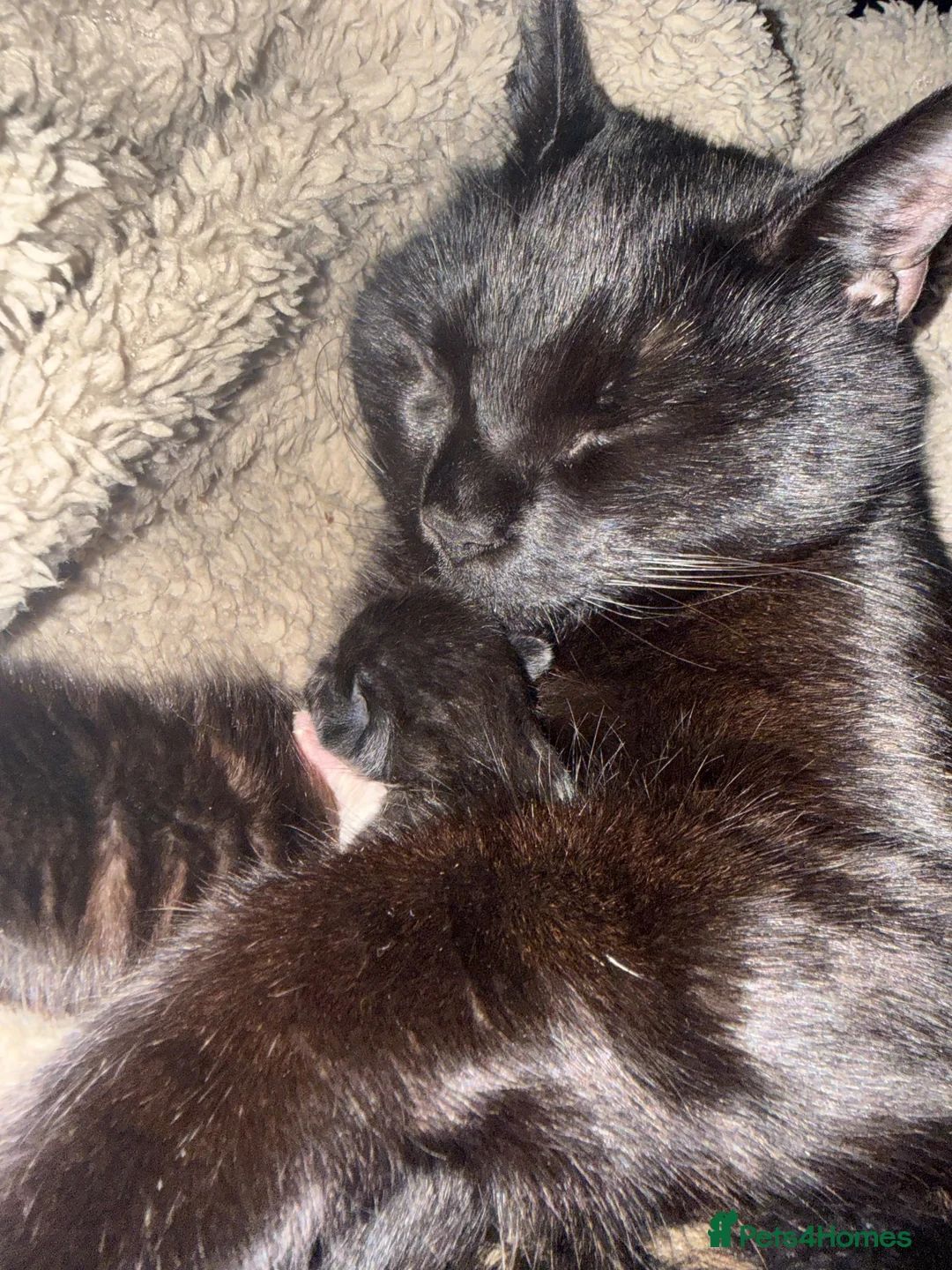 Mixed Breed cats for sale: Beautiful fluffy kittens in Pontypridd - Advert 1