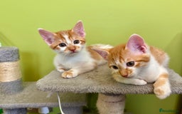 Mixed Breed cats for sale: Ginger Kittens from half Siamese mum - Image 6