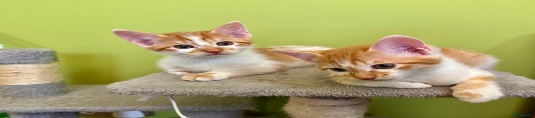 Ginger&white Kitten 4