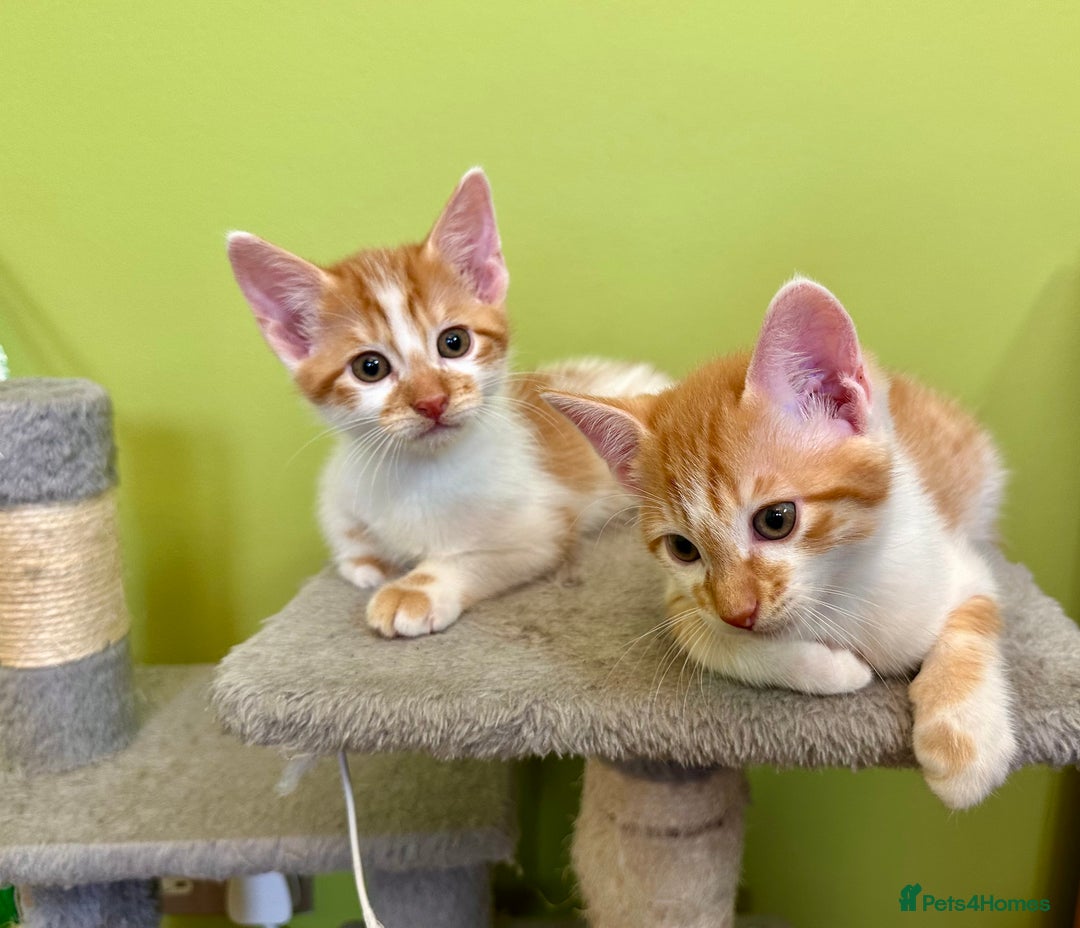 Mixed Breed cats for sale: Ginger Kittens from half Siamese mum - Image 6