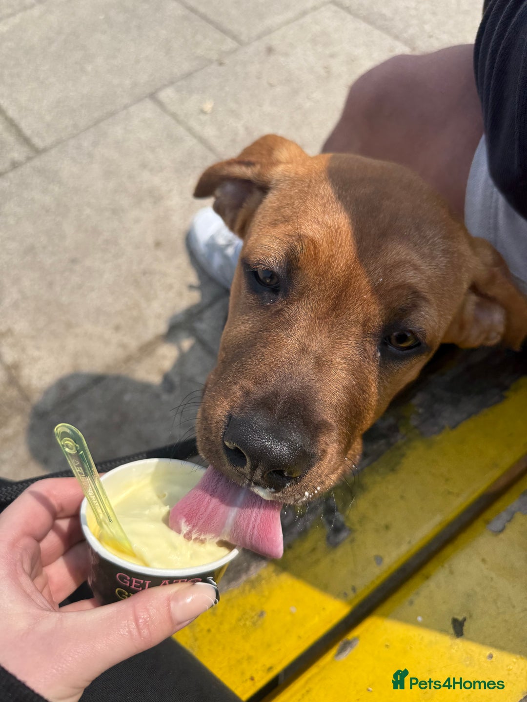 Mixed Breed dogs for sale: 6 month old female ridgeback mastiff cross. - Image 13