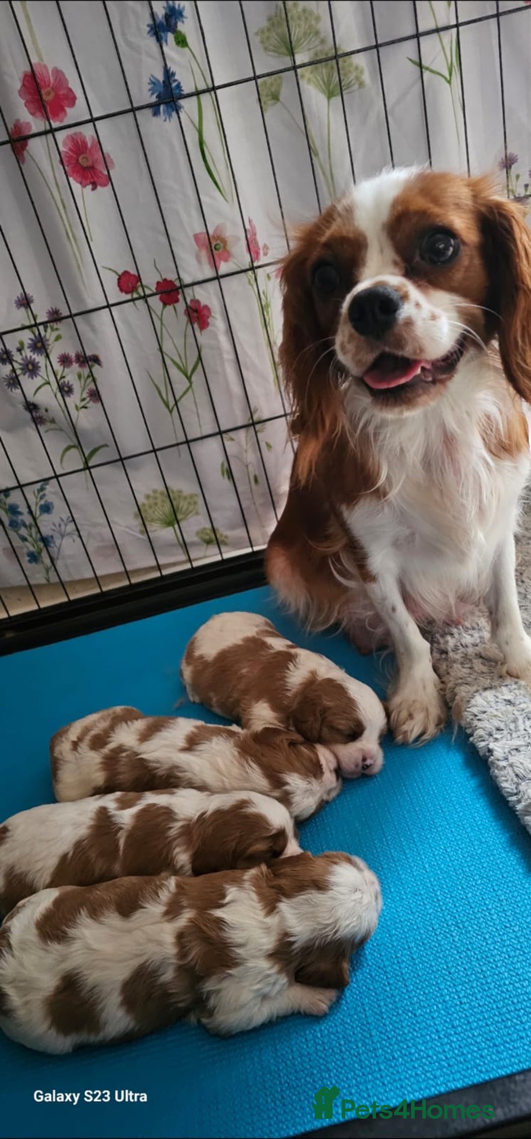 Cavalier King Charles Spaniel dogs for sale: Cavalier king Charles spaniel - Image 9