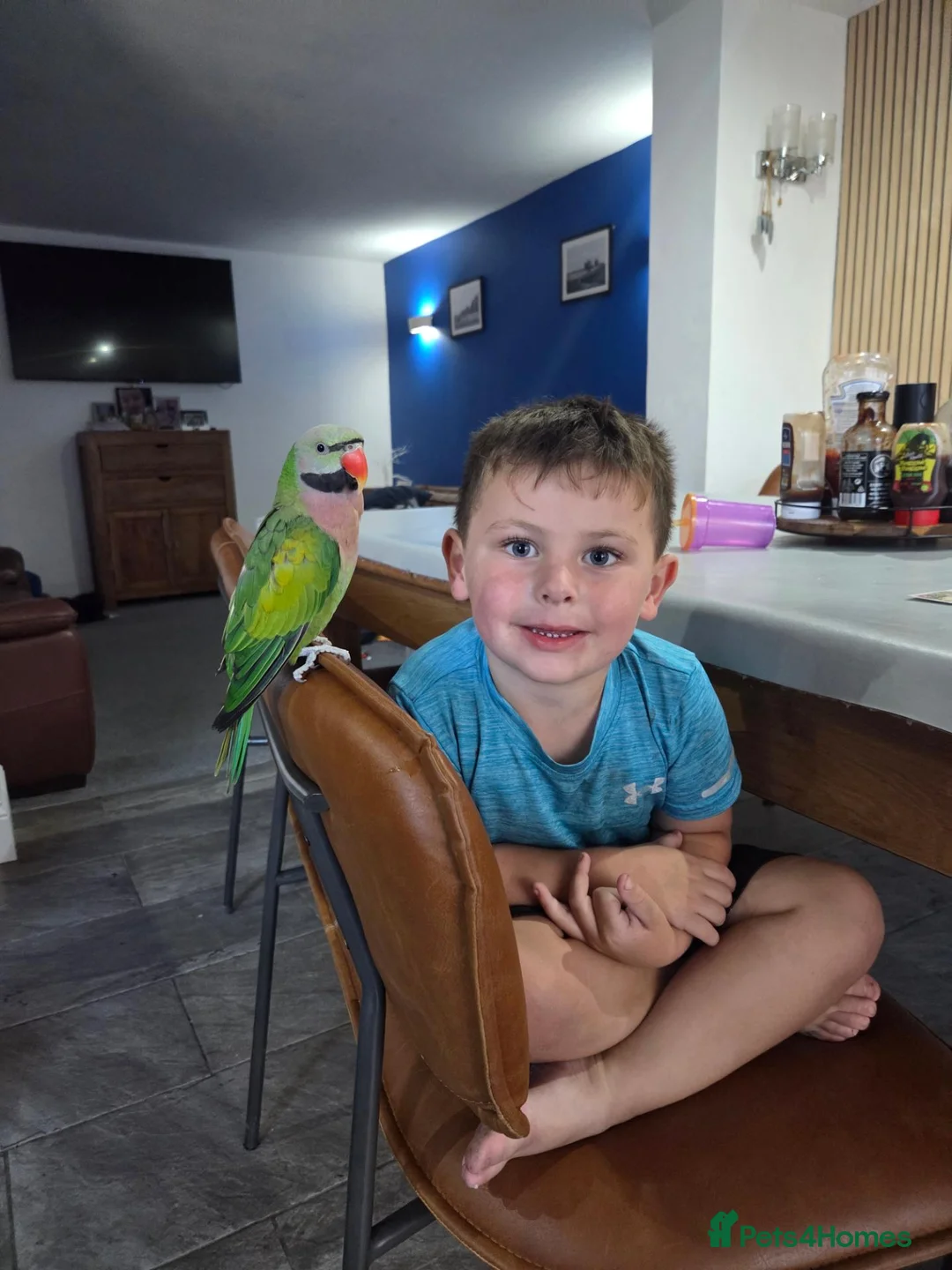 Parrots birds for sale: Beautiful male moustache parrot - Advert 2