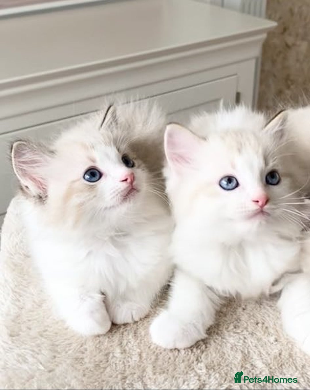 Ragdoll cats for sale: INDOOR TWO MALE GCCF REGISTERED RAGDOLL KITTENS - Image 6