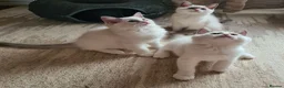 Ragdoll cats for sale: Gorgeous pure bread ragdoll kittens - Advert 3