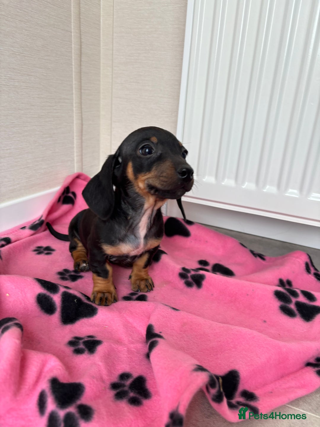 Miniature Dachshund dogs for sale: Beautiful miniature dachshund  - Image 6