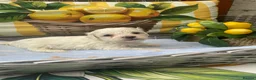 Maltipoo dogs for sale: Gorgeous maltipoo puppies  - Advert 4