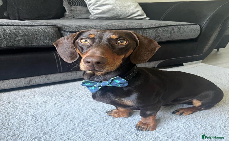 Dachshund dogs - Advert 3