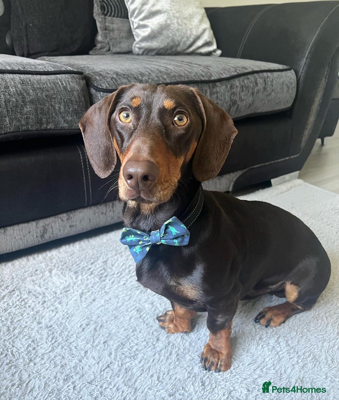 Dachshund dogs for sale: Cute Standard Dachshund Puppy - Image 1