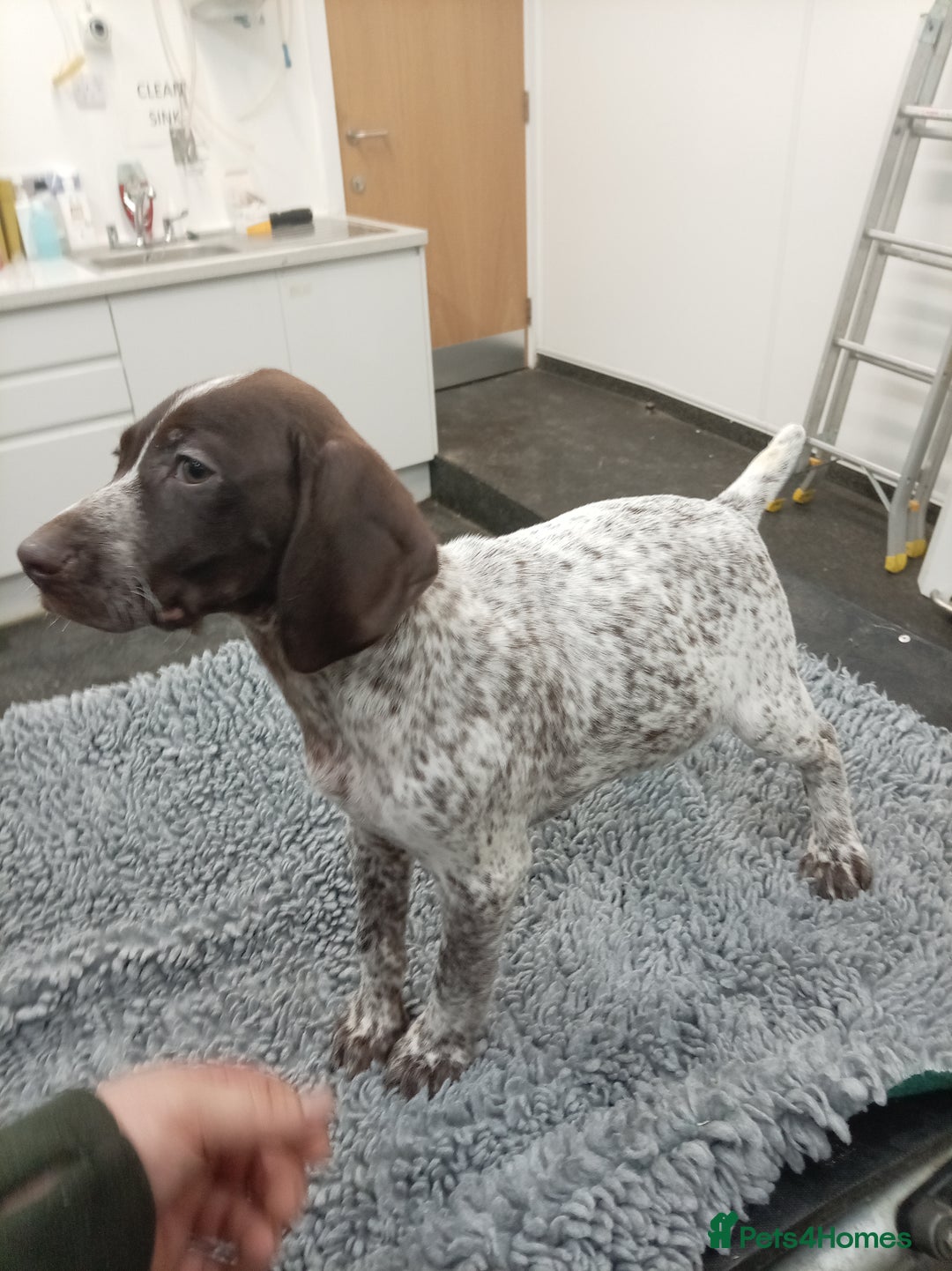 German Shorthaired Pointer dogs for sale: Kc reg beautiful pointers  - Advert 4