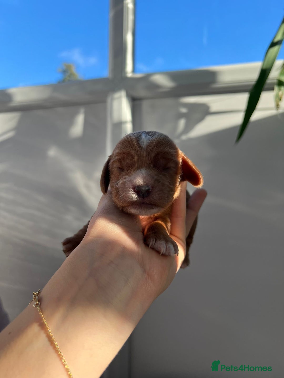 Cocker Spaniel dogs for sale: Show Type Cocker Spaniels. - Advert 17