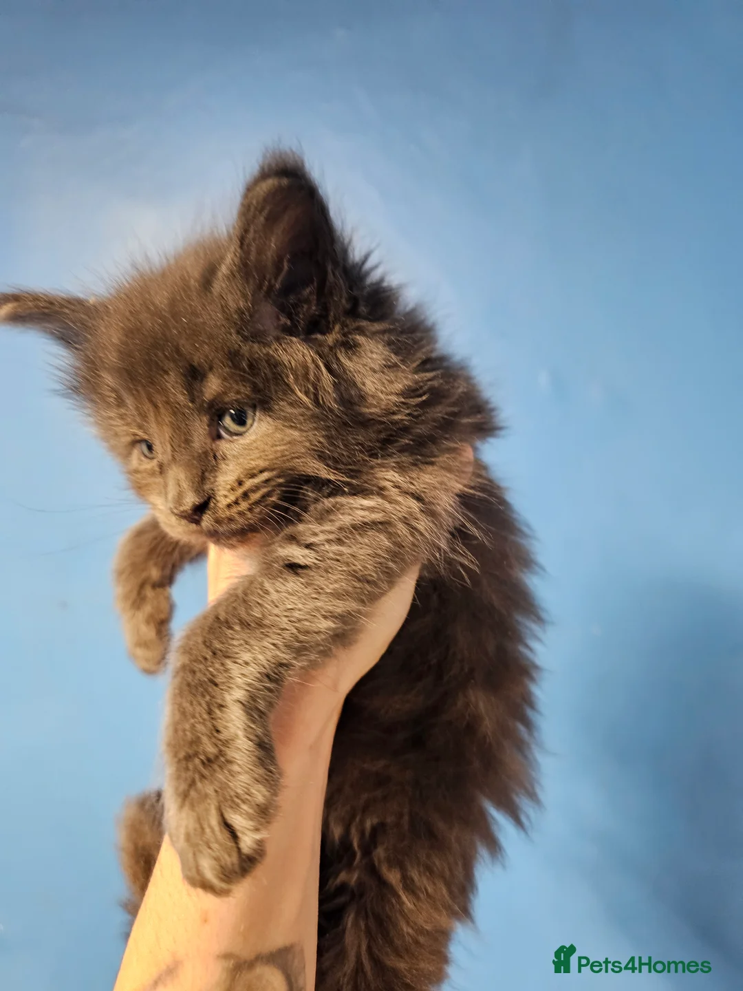 Maine Coon cats for sale: Blue Maine Coon Kittens in Dover - Advert 2