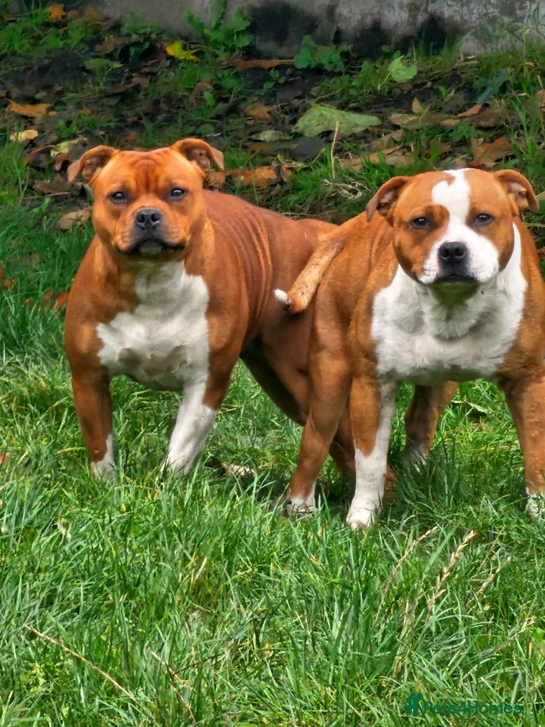 Staffordshire Bull Terrier dogs for stud: 🥨STUD FOR SALE🥨 in Rochdale - Advert 5
