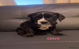 Mixed Breed dogs for sale: Staffy cross cocker spaniel pups for sale  - Image 6