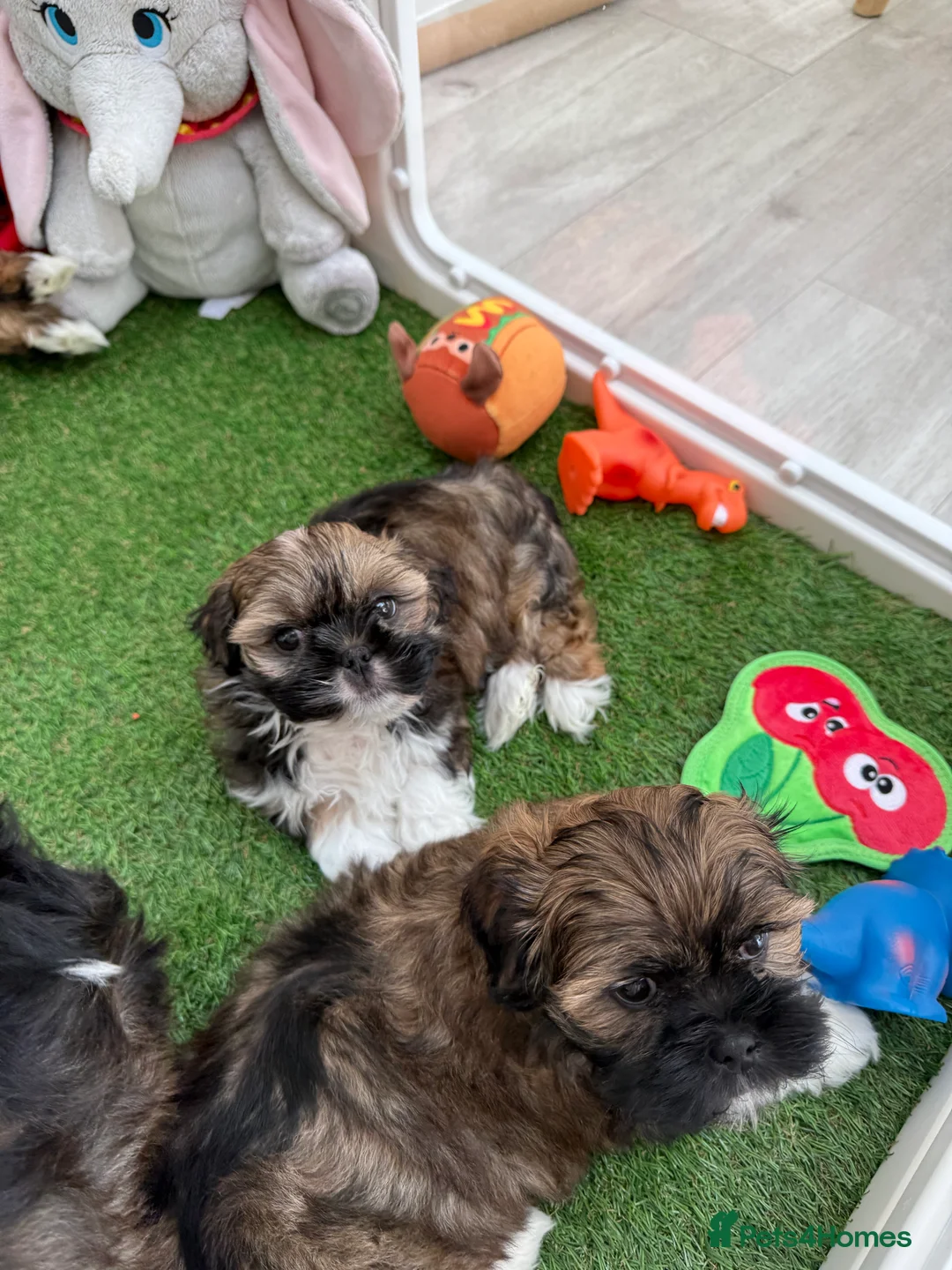 Lhasa Apso dogs for sale: Beautiful Lhasa Apso Boys 8 weeks old - Advert 1