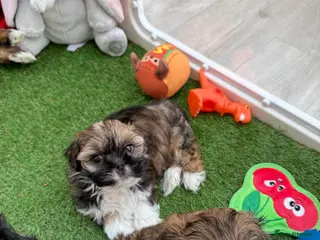 Lhasa Apso dogs Beautiful Lhasa Apso Boys 8 weeks old - Advert 1