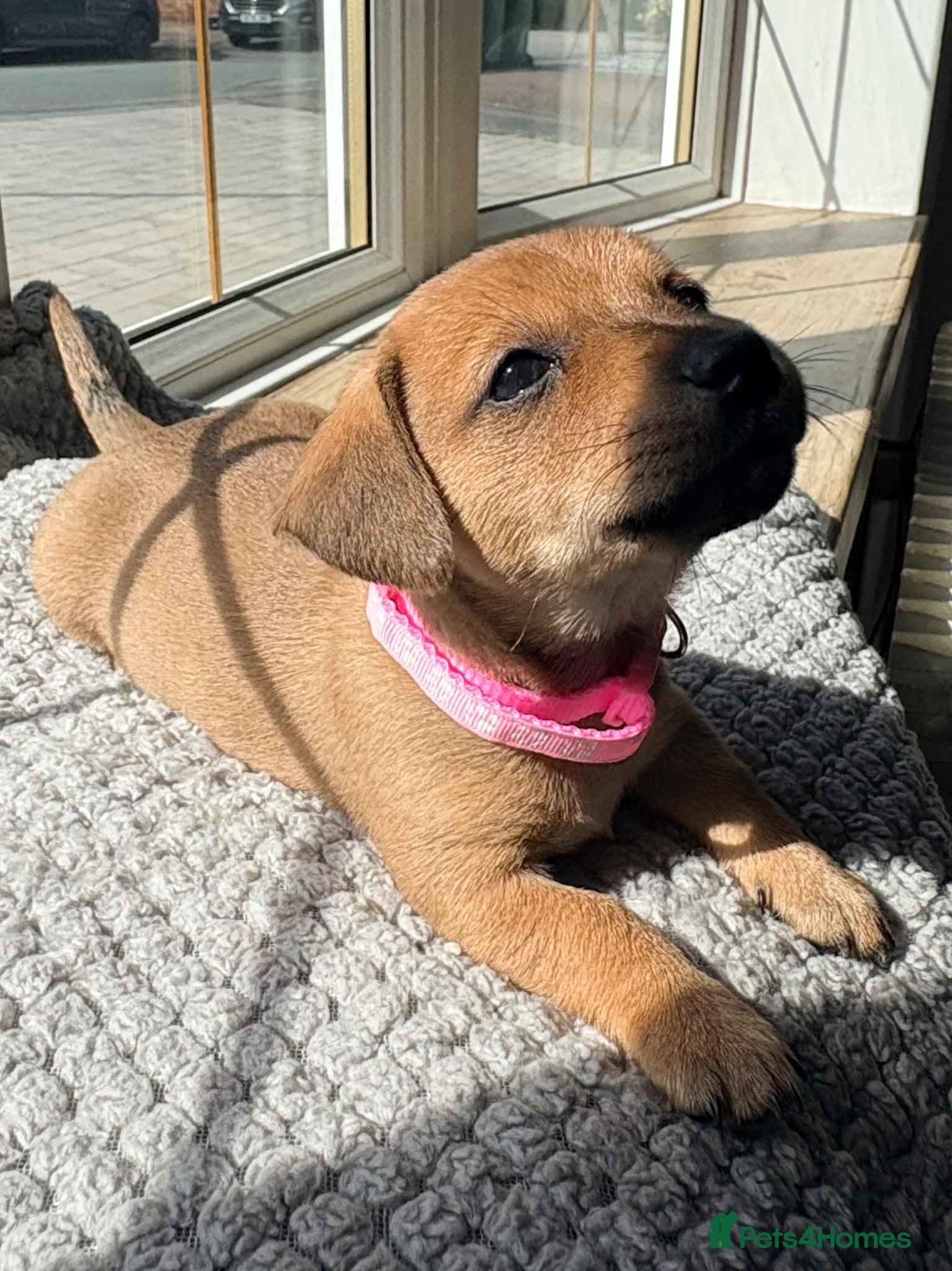 Jackshund dogs Stunning Jackshund (JRT x Dachshund) Puppies - Advert 2