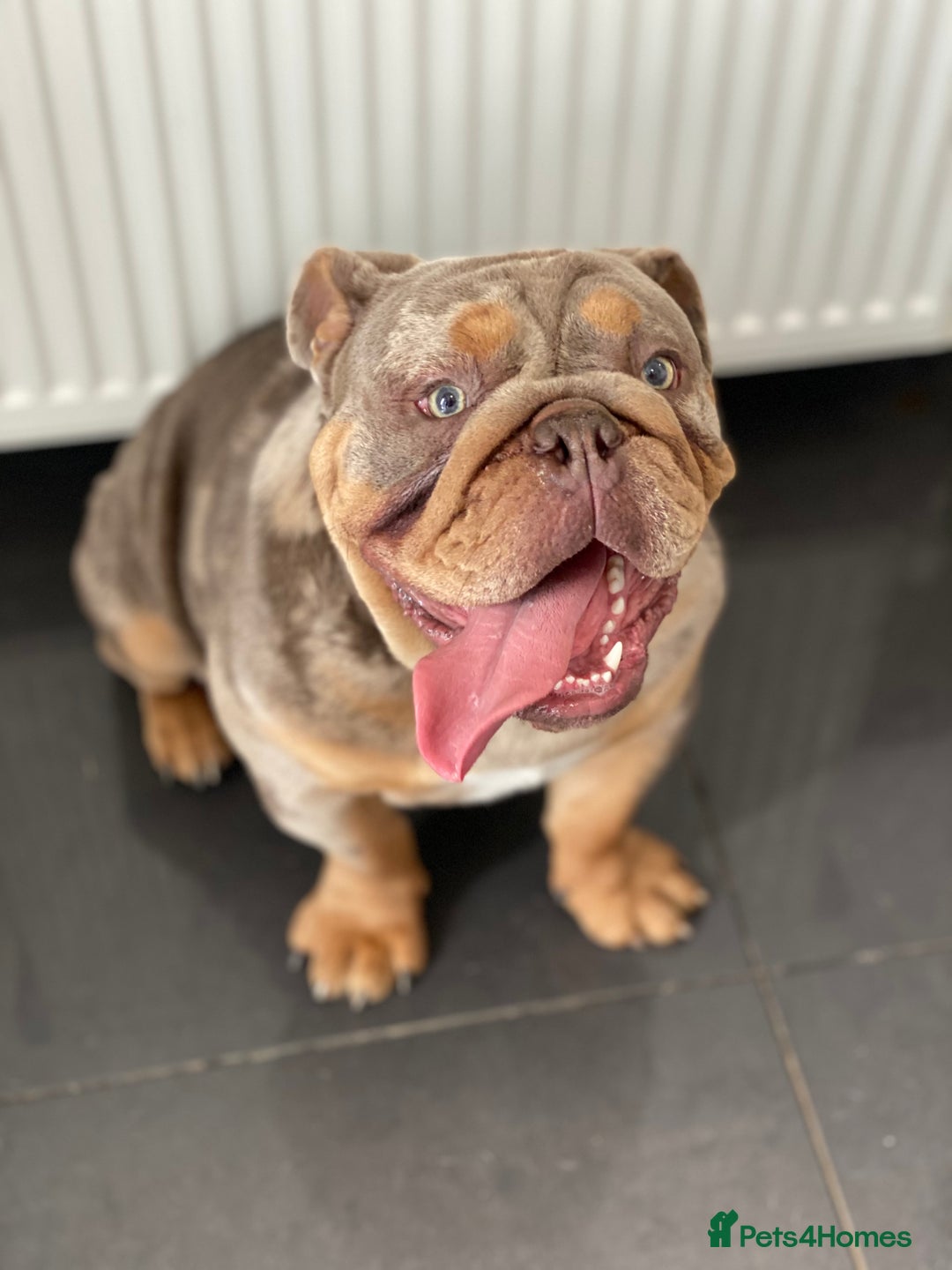 English Bulldog dogs for sale: Adult English bull dog  - Advert 1