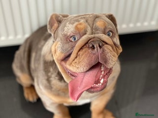 English Bulldog dogs Adult English bull dog - Advert 3