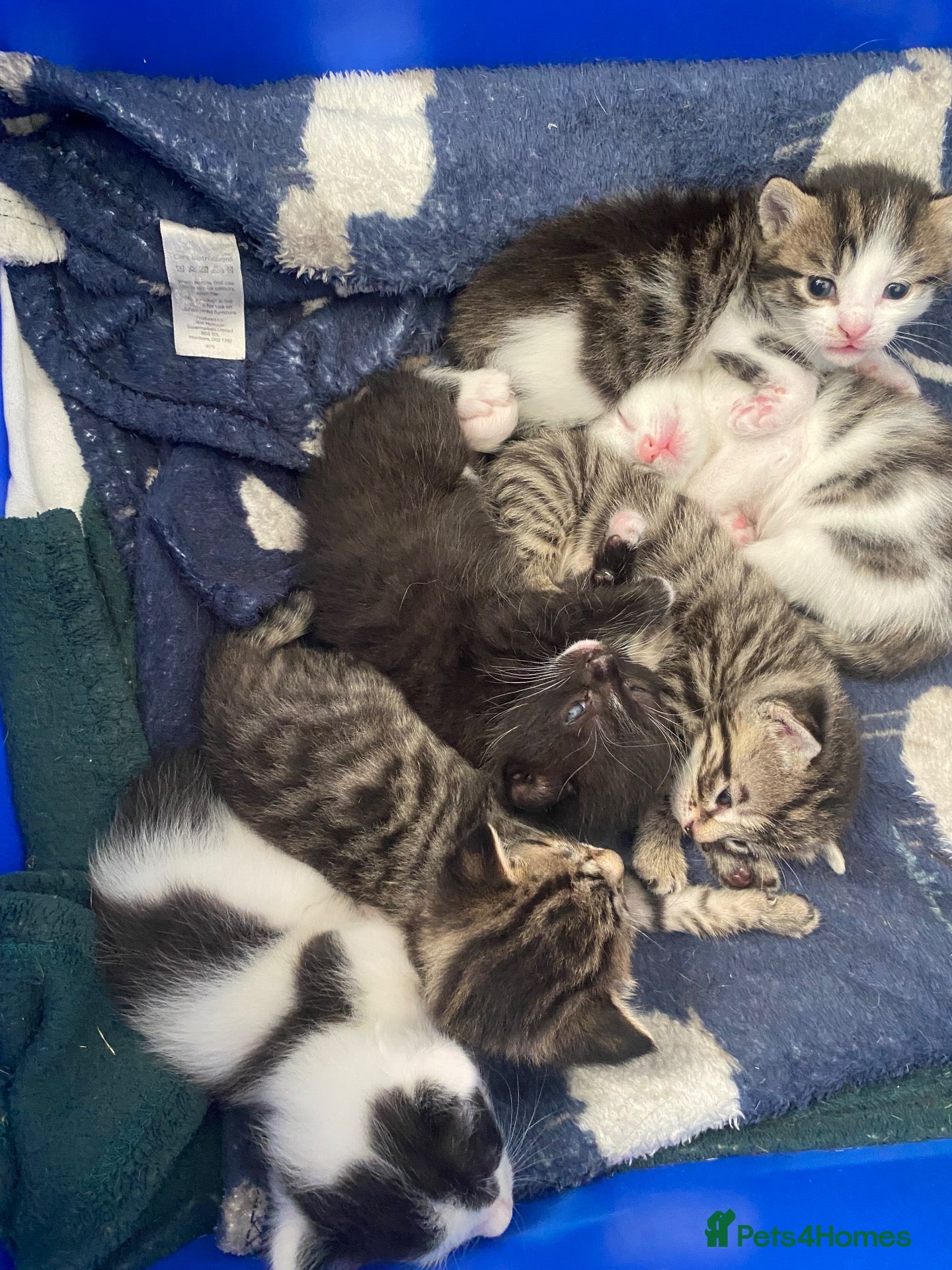 Mixed Breed cats beautiful litter of tabby kittens  - Advert 1