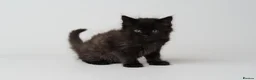 Mixed Breed cats for sale: Kittens for sale - Advert 5