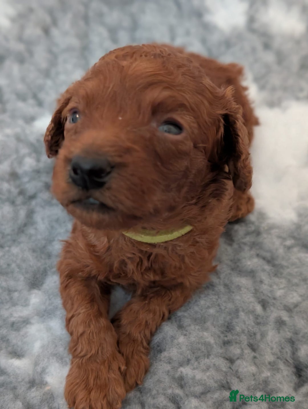 Miniature Poodle dogs for sale: Stunning red miniature poodle - Advert 21