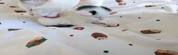 Mixed Breed cats for sale: 2 female kittens to go to a good home  in Macclesfield - Advert 8