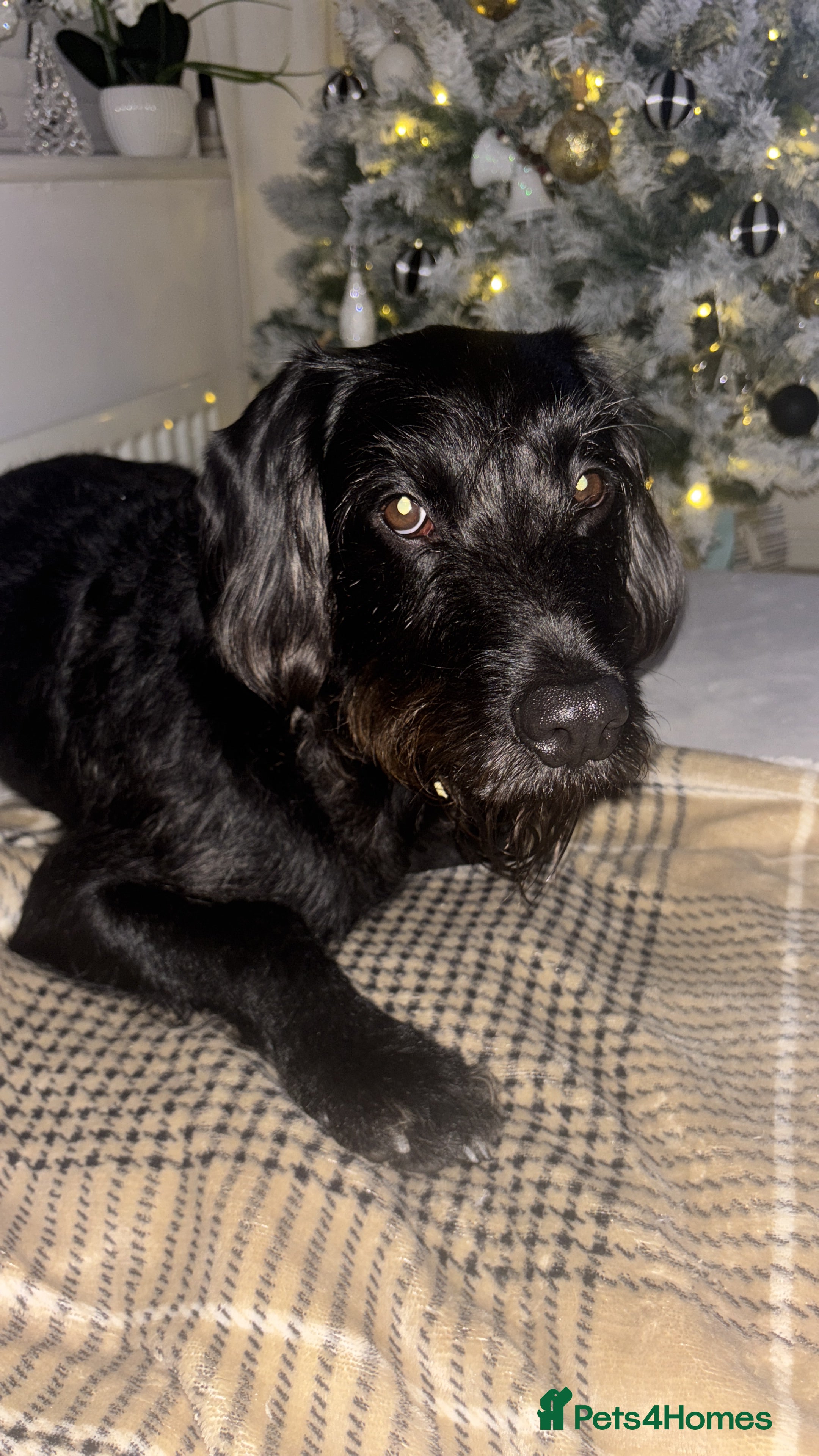 Mixed Breed dogs Bedlington cocker spaniel stud  - Advert 3