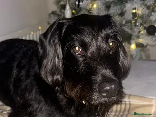 Mixed Breed dogs Bedlington cocker spaniel stud - Advert 3