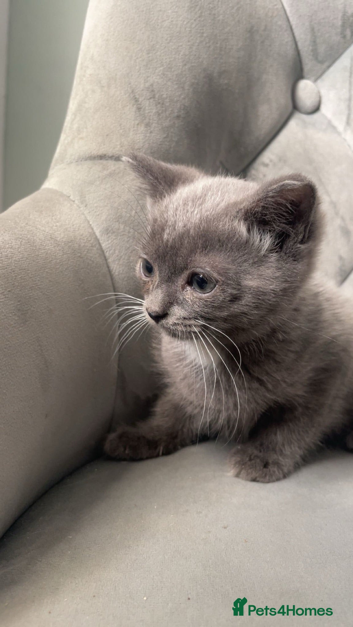 Scottish Fold cats purebred blue and lilac tortie Scottish folds  - Advert 1