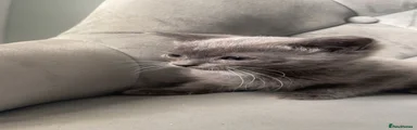 Scottish Fold 1
